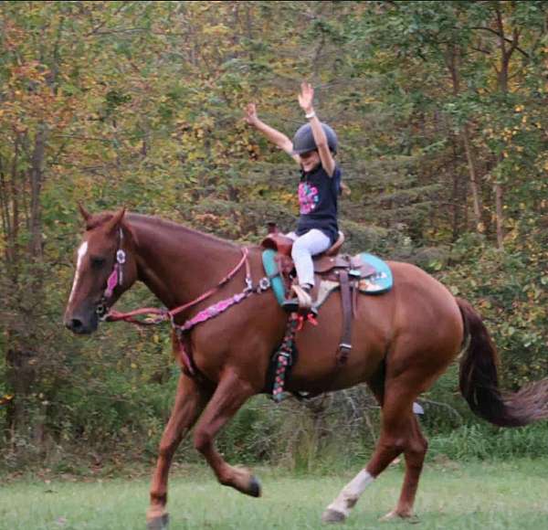 trail-quarter-horse-thoroughbred-horse