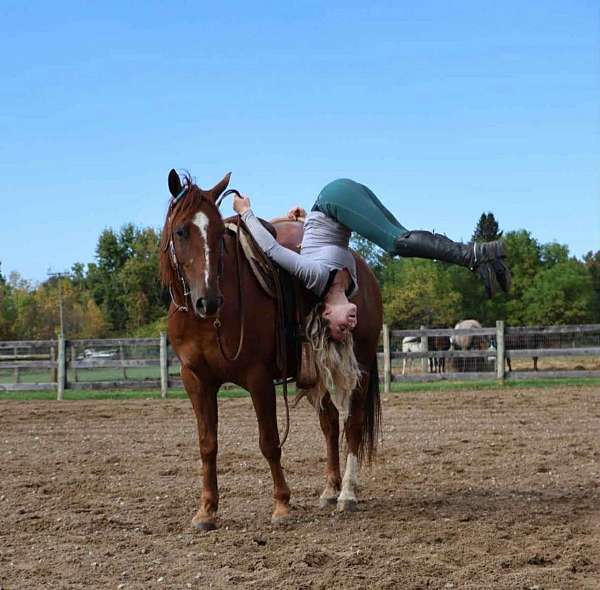 athletic-horse