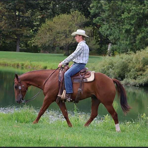 cross-horse