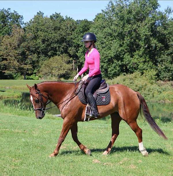 trail-horse