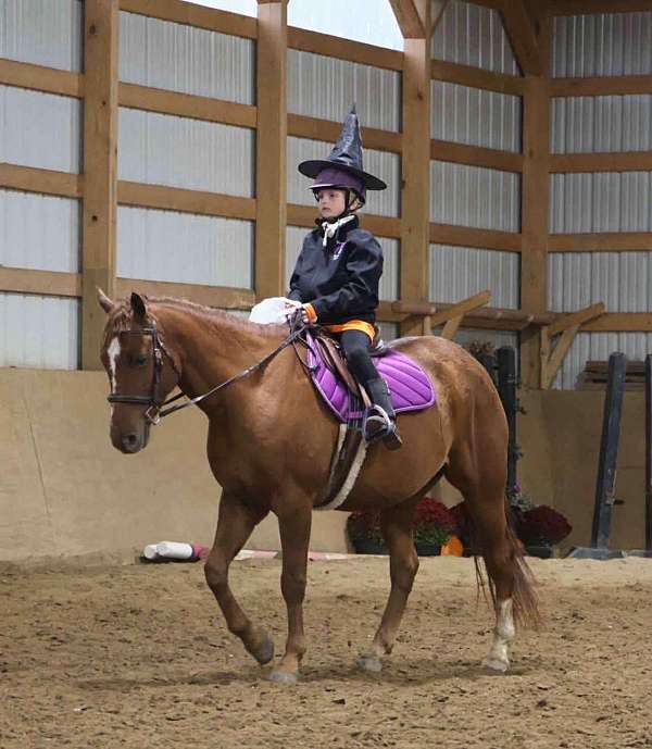 trail-riding-horse