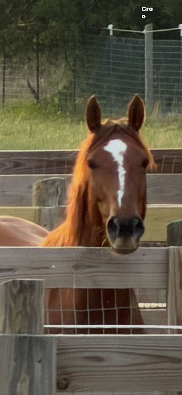 blaze-horse