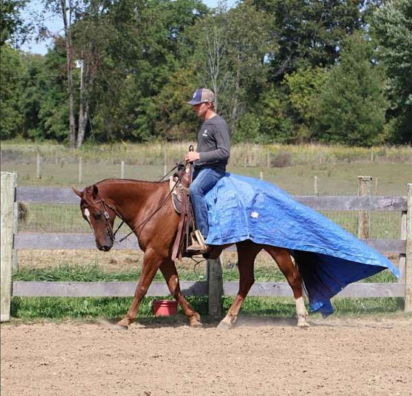 chestnut-blaze-horse