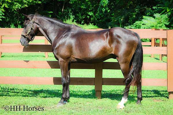 all-around-quarter-horse