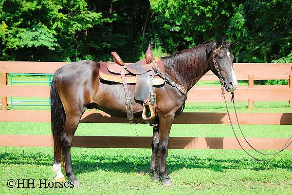 athletic-quarter-horse