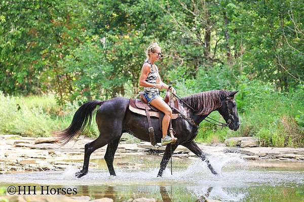beginner-quarter-horse