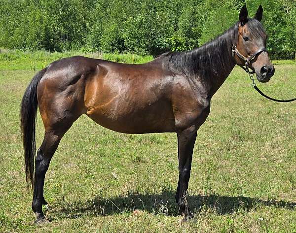 all-around-thoroughbred-horse