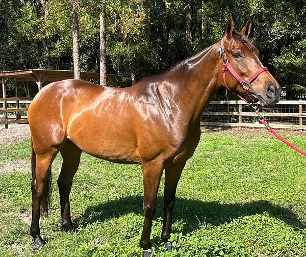 thoroughbred-horse-for-sale