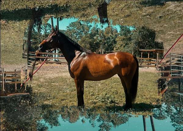 thoroughbred-horse