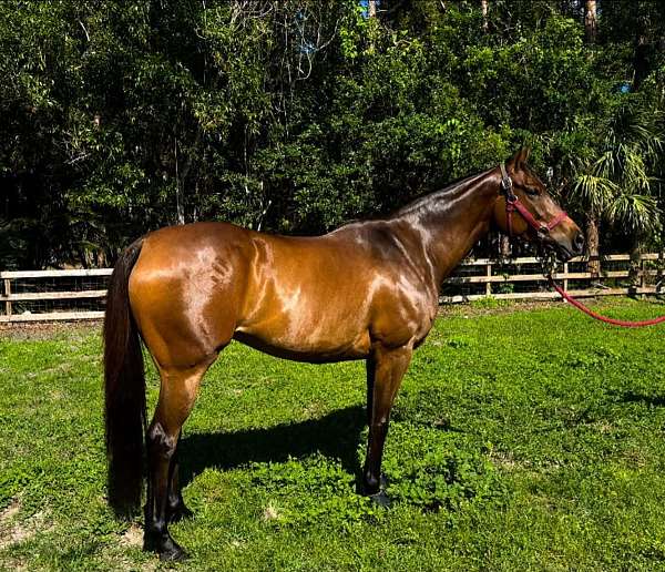 thoroughbred-mare