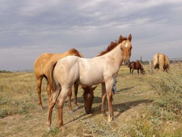 south-dakota-colt