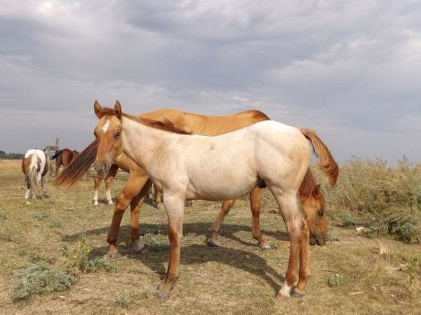 youth-projects-horse
