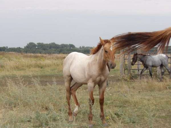north-dakota-colt