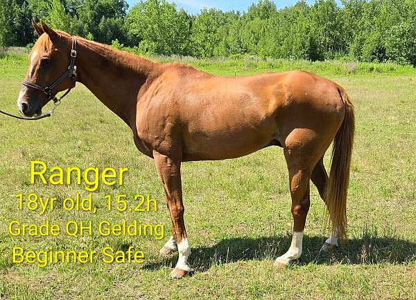 chestnut-therapy-horse