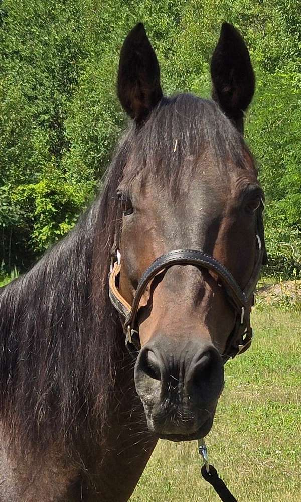 thoroughbred-horse-for-sale