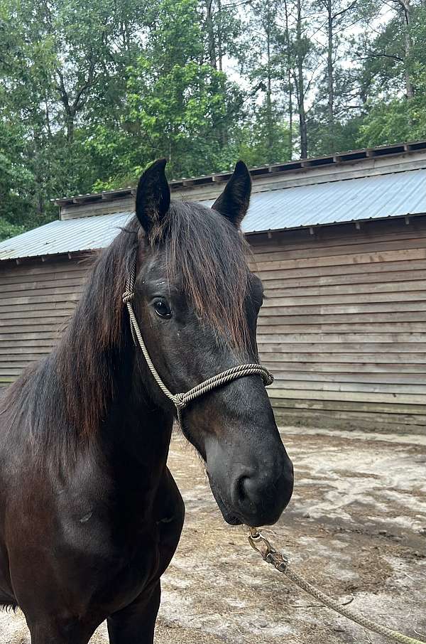 friesian-sport-horse-colt