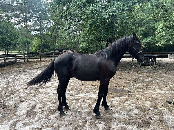 colt-andalusian-friesian-horse