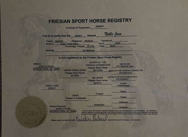 friesian-sport-horse-andalusian