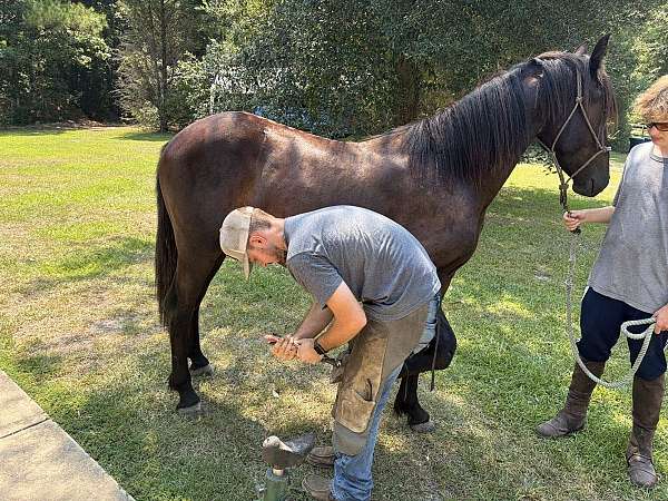 yearling-andalusian-friesian-horse