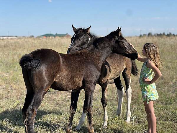 all-around-tennessee-walking-horse