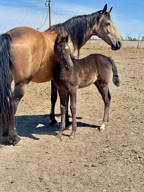 breeding-tennessee-walking-horse