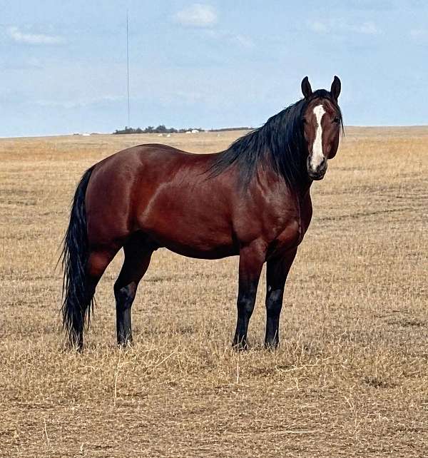 endurance-tennessee-walking-horse