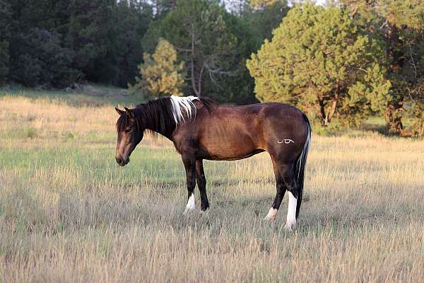 tobiano-horse