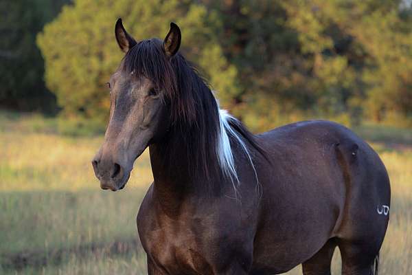 buckskin-tobiano-horse