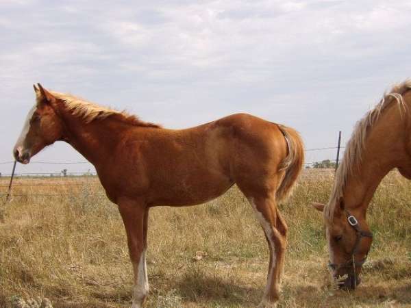 sorrel-big-blaze-4-socks-horse