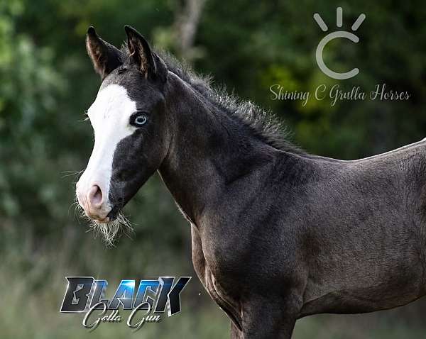 splash-white-horse