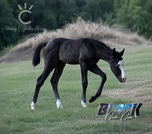 black-splash-white-horse