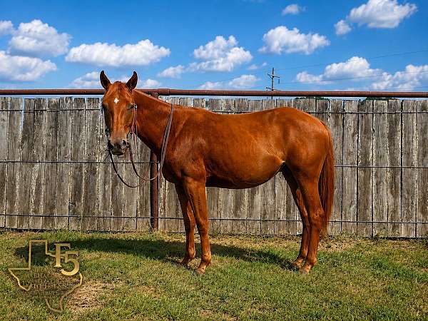 all-around-prospect-quarter-pony