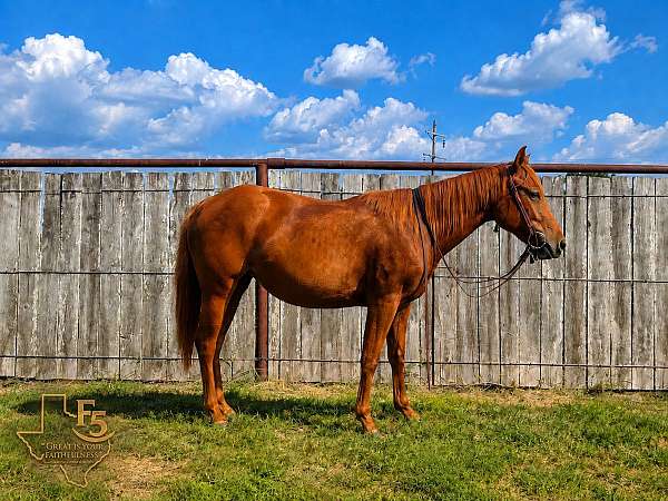 bright-quarter-pony