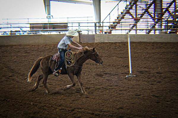 dependable-quarter-pony