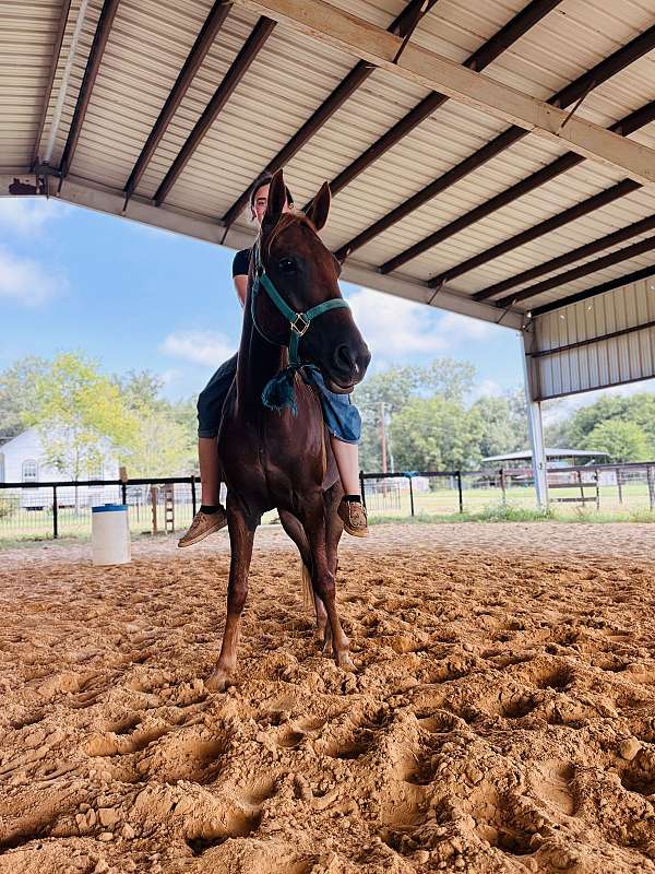 quarter-pony
