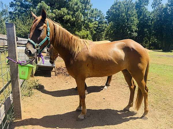 quarter-horse-mare