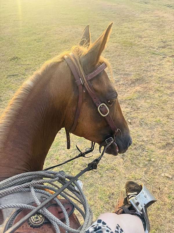 quarter-horse