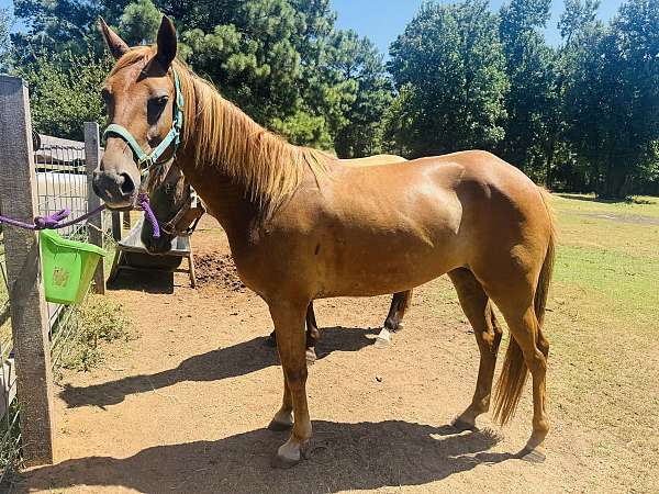 athletic-pony
