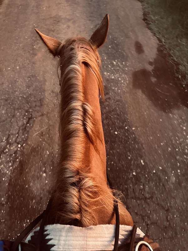 ranch-pony
