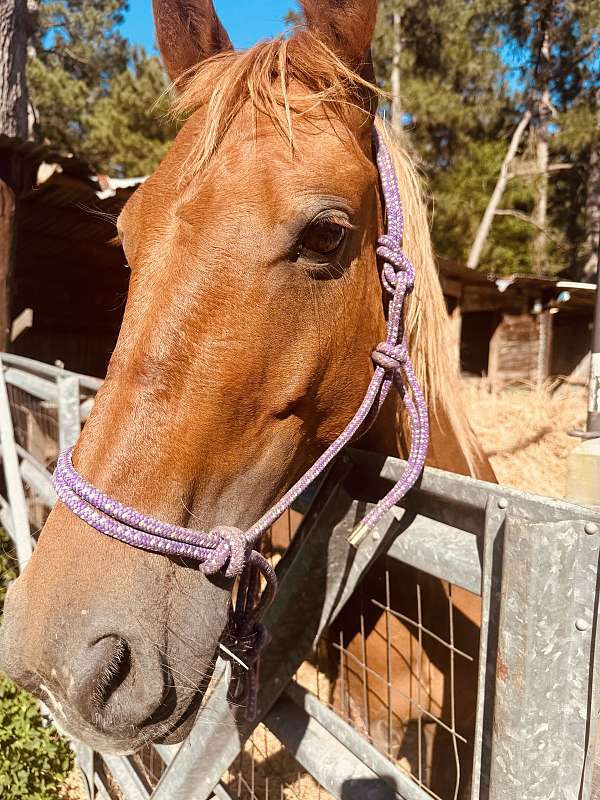 sorrel-pony-mare