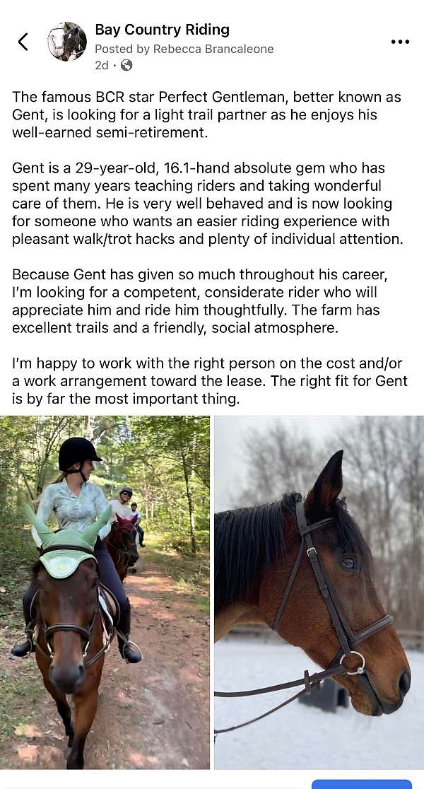trail-trail-riding-thoroughbred-horse