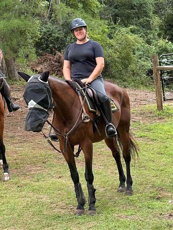 bay-thoroughbred-gelding