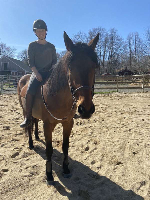 bay-trail-trail-riding-horse