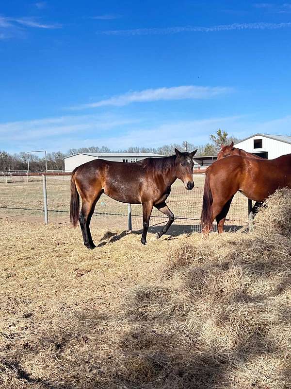 trail-rode-on-horse
