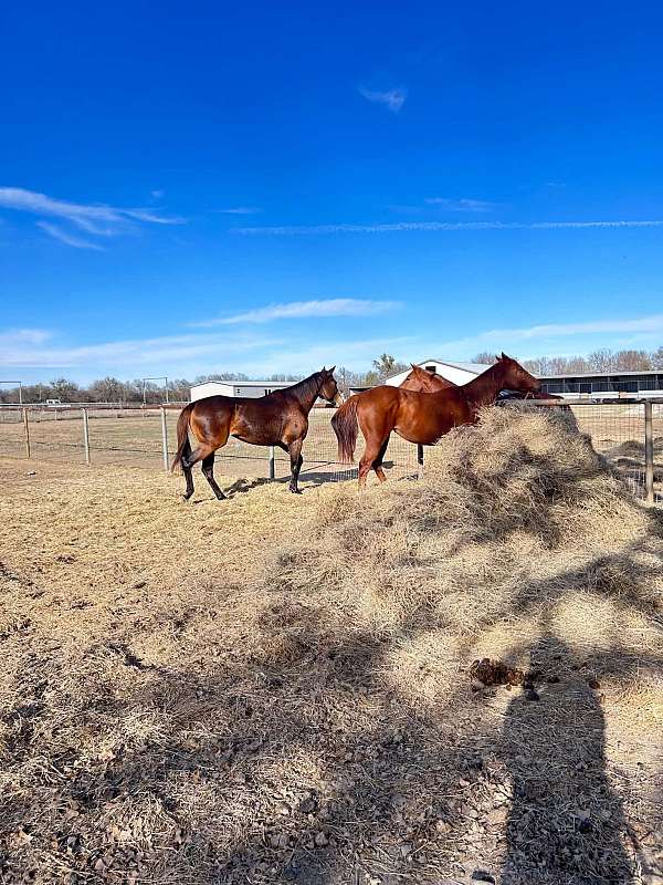 trail-rode-on-mare