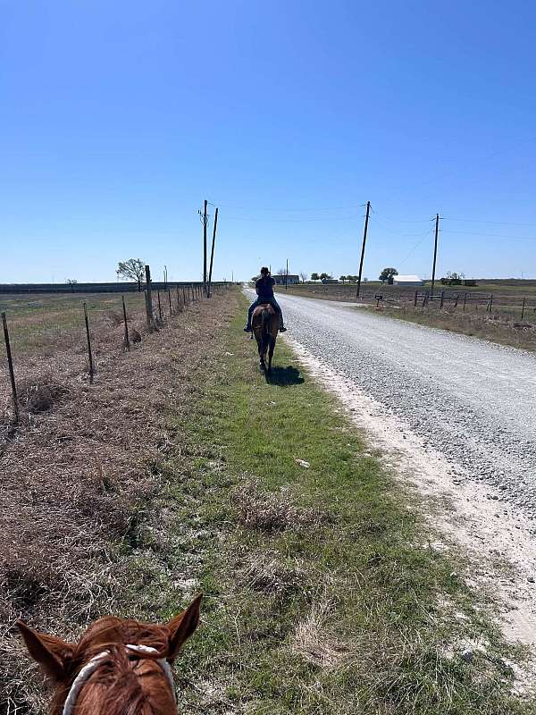 around-thoroughbred-horse