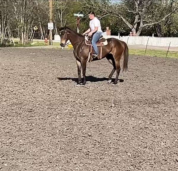 beginner-safe-thoroughbred-horse