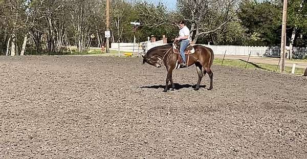 beginner-safe-kid-pony-thoroughbred-horse