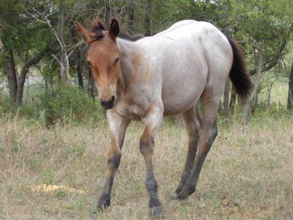 new-york-colt
