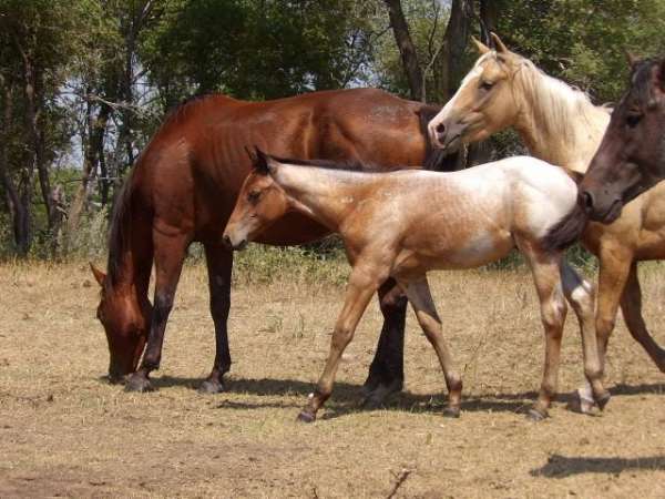 wyoming-colt